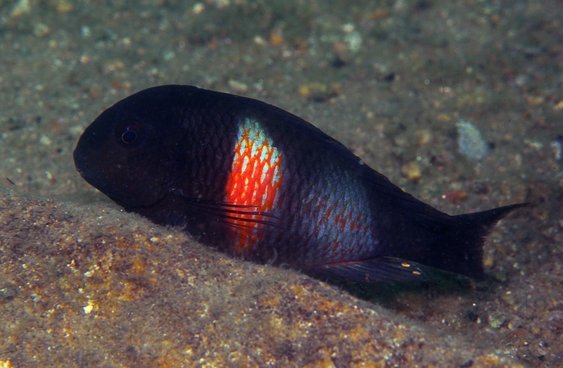 Tropheus sp. 'kirschfleck' Musofwe Bay
